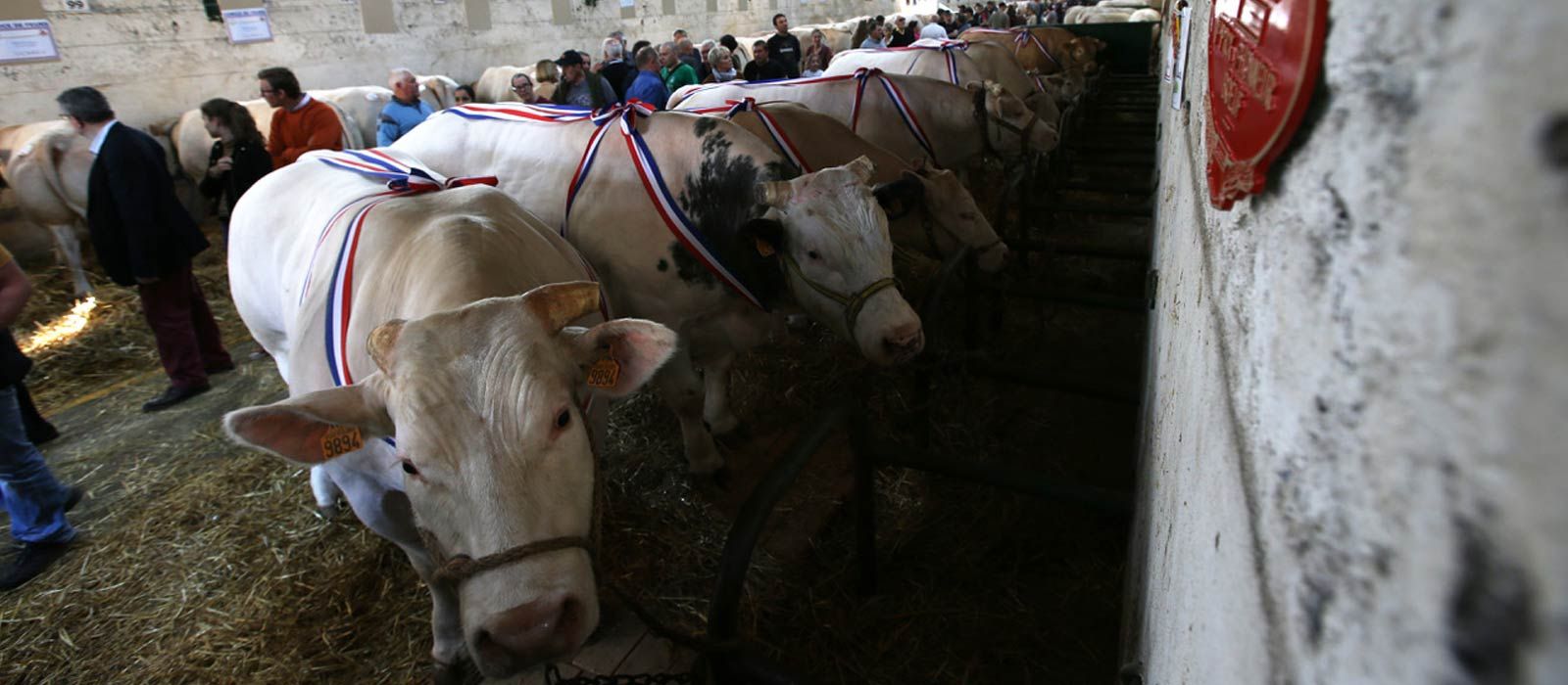 Comice agricole de Feurs 2022
