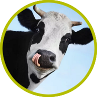 Le Comice Agricole de Feurs